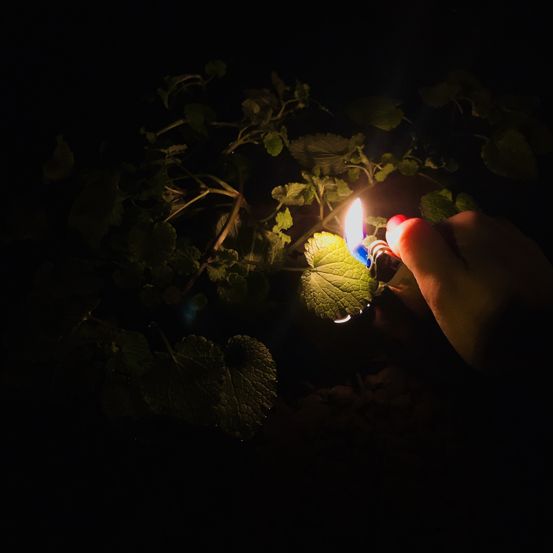 A lit lighter illuminating leaves