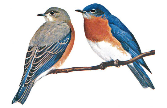 Eastern Bluebird female (left) and male (right)