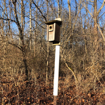 Nest box