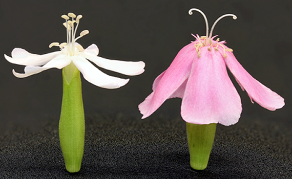 Sexual Dimorphism Of Bouncing Bet Flowers Depauw University