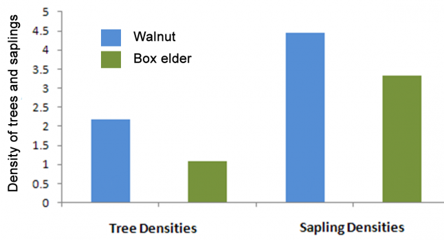 Walnut Trees And Allelopathy Depauw University - 