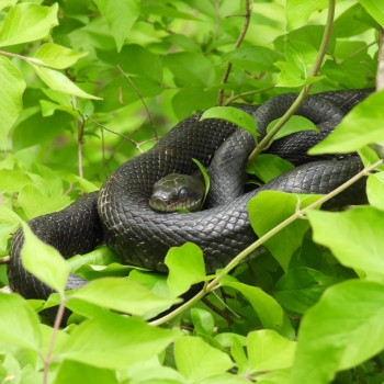 Gray rat snake