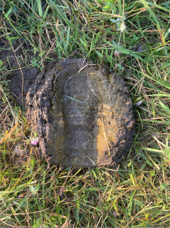 Grass and Cow Dung with foot print