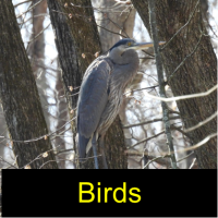 Bird on a branch